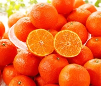 高糖度の柑橘！山口柑橘園のクレメンティン