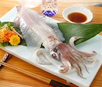 玄界灘産剣先イカ姿造り